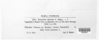 Puccinia dioicae image